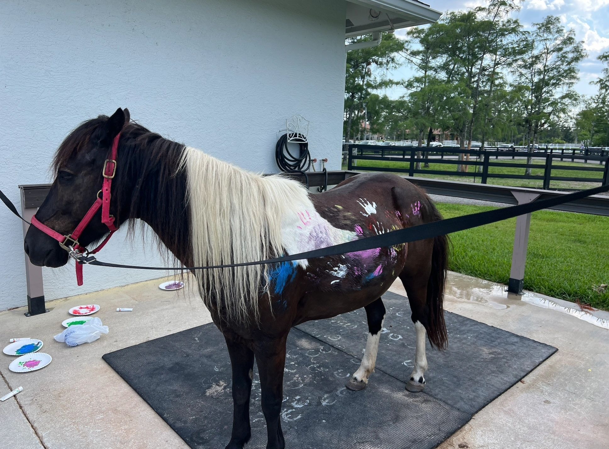 Pony at the wash rack, buckets out